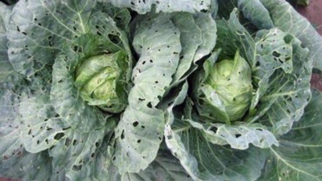 Feeding cabbage with boric acid