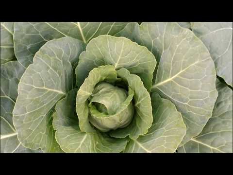 Feeding cabbage with boric acid