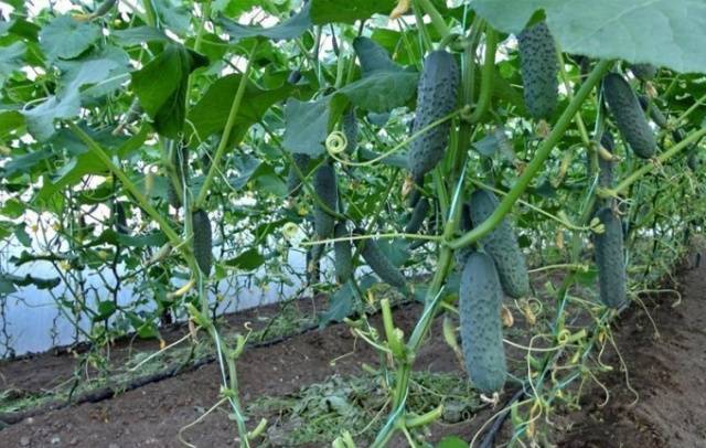 Feeding cucumbers after planting in the greenhouse