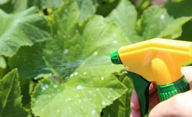 Feeding cucumbers after planting in the greenhouse