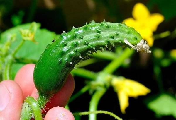 Feeding cucumbers after planting in the greenhouse