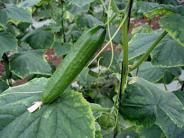 Feeding cucumbers after planting in the greenhouse