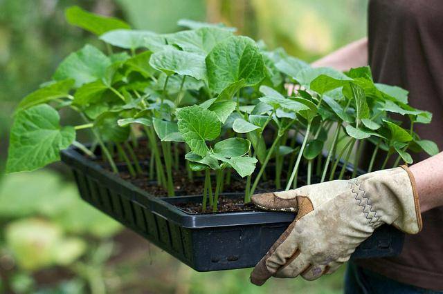 Feeding cucumbers after planting in the greenhouse