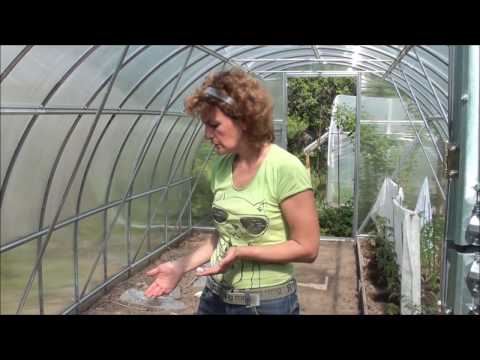 Feeding cucumbers after planting in the greenhouse