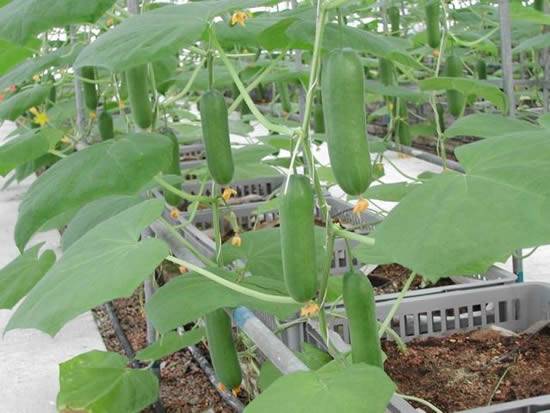 Feeding cucumbers after planting in the greenhouse