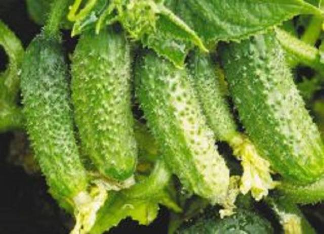 Feeding cucumbers with bread infusion 