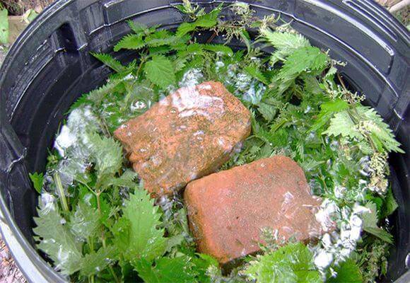 Feeding cucumbers with bread infusion 