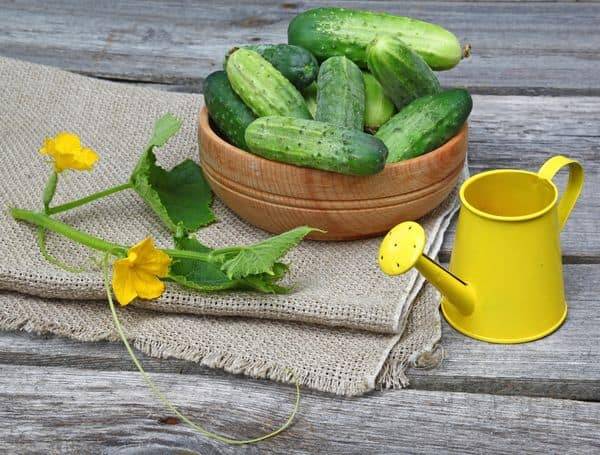 Feeding cucumbers with calcium nitrate