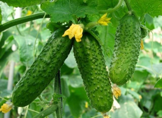 Feeding cucumbers with calcium nitrate