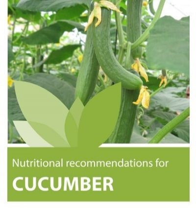 Feeding cucumbers with calcium nitrate