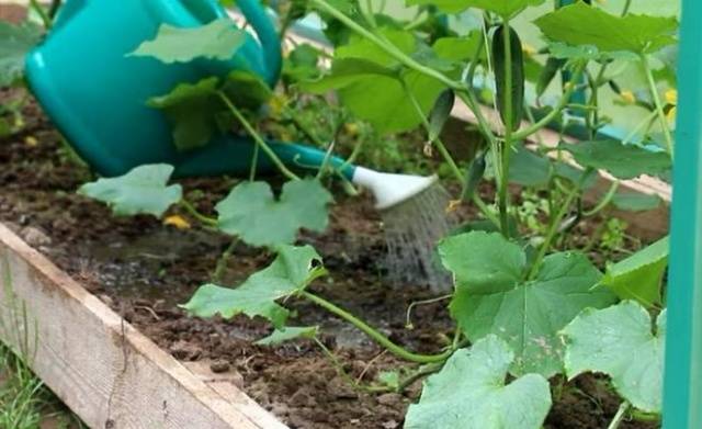 Feeding cucumbers with calcium nitrate