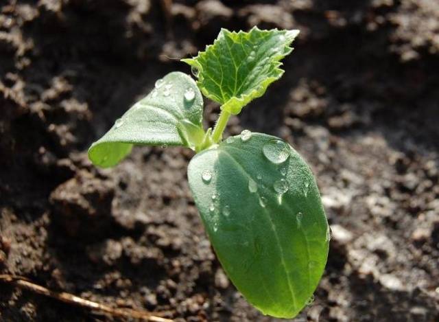 Feeding cucumbers with calcium nitrate