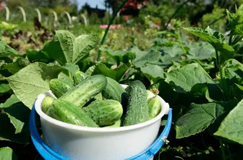 Feeding cucumbers with iodine and milk