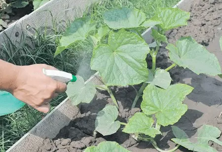 Feeding cucumbers with iodine and milk