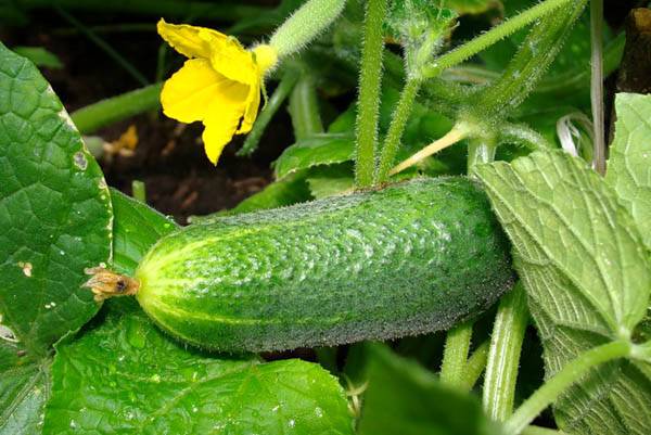 Feeding cucumbers with iodine and milk