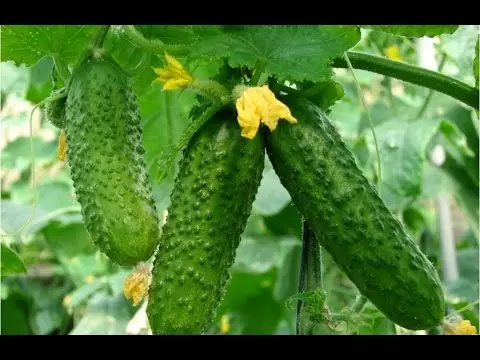 Feeding cucumbers with iodine and milk