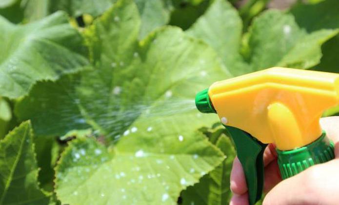 Feeding cucumbers with iodine and milk