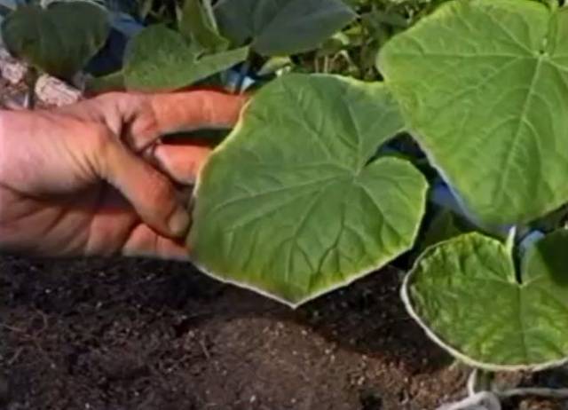 Feeding cucumbers with potassium