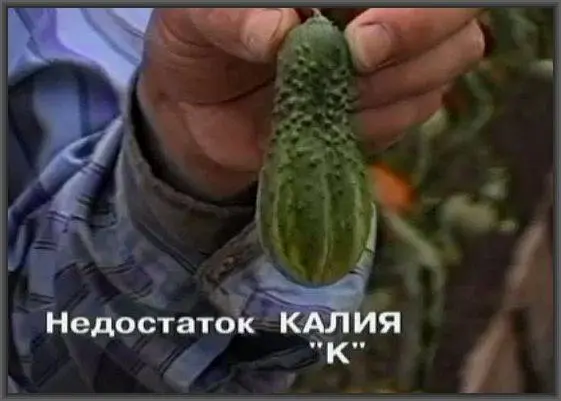 Feeding cucumbers with potassium