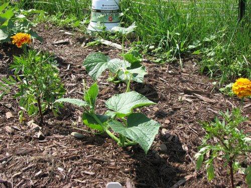 Feeding cucumbers with potassium