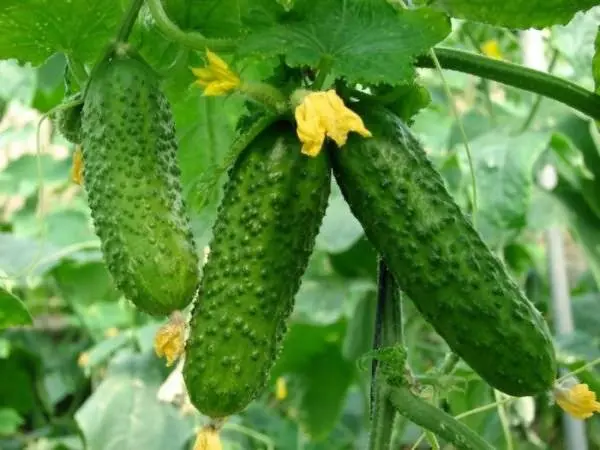 Feeding cucumbers with potassium