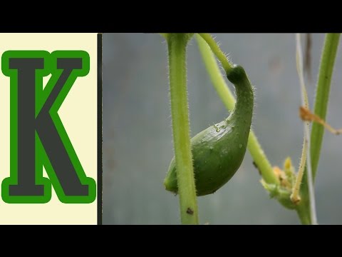 Feeding cucumbers with potassium