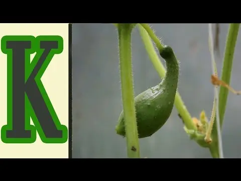 Feeding cucumbers with potassium