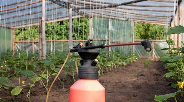 Feeding cucumbers with urea