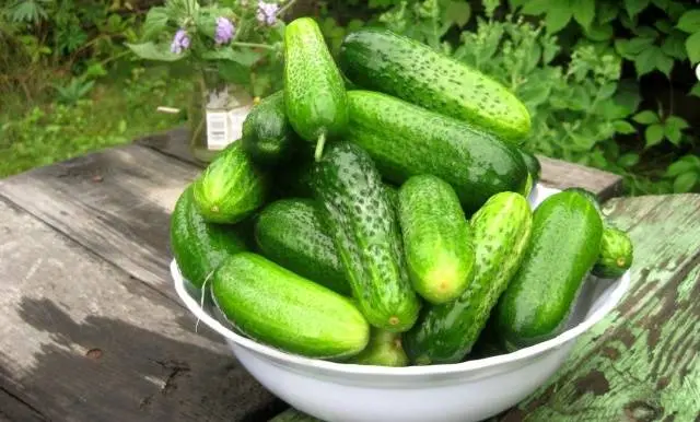 Feeding cucumbers with urea