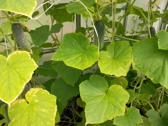 Feeding cucumbers with urea