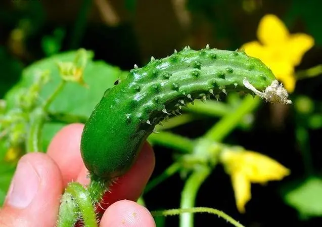 Feeding cucumbers with urea