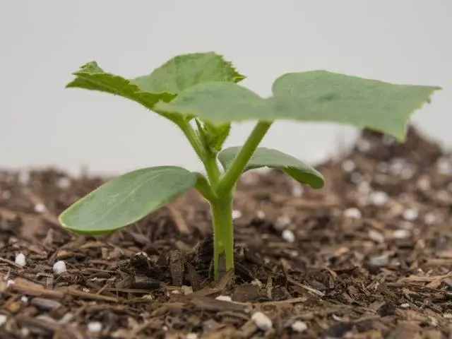 Feeding cucumbers with urea