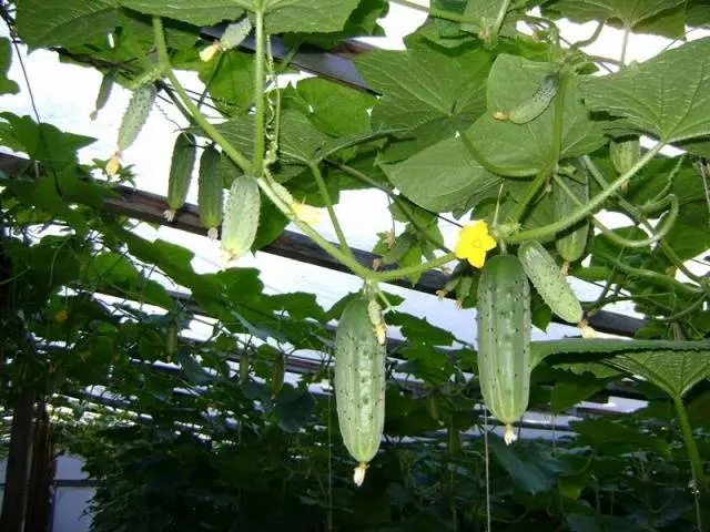 Feeding cucumbers with urea