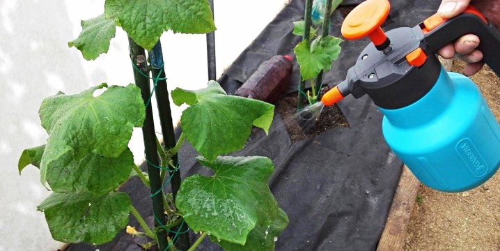 Feeding cucumbers with urea