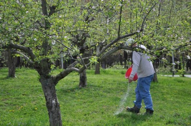 Feeding fruit trees in autumn