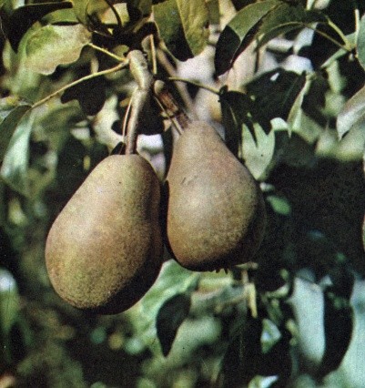 Feeding fruit trees in autumn