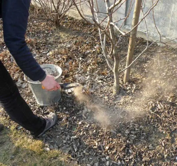 Feeding fruit trees in autumn