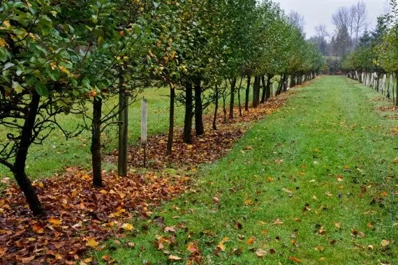 Feeding fruit trees in autumn