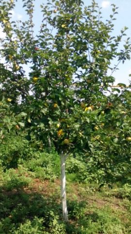 Feeding fruit trees in autumn