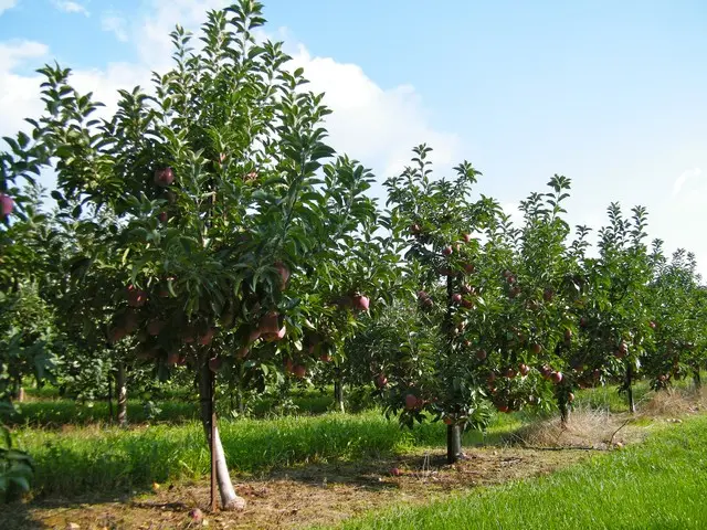 Feeding fruit trees in autumn