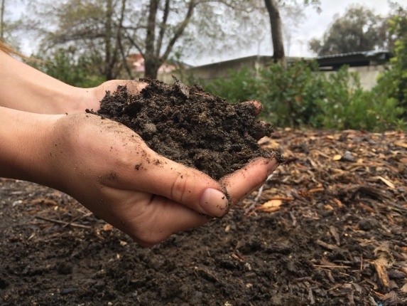 Feeding fruit trees in autumn