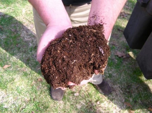 Feeding fruit trees in autumn