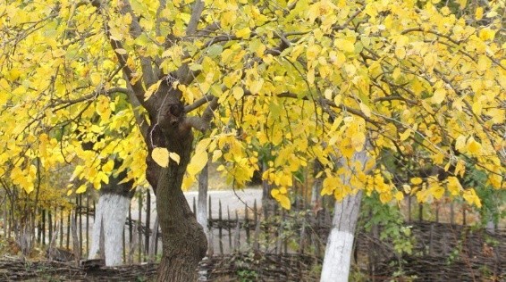 Feeding fruit trees in autumn