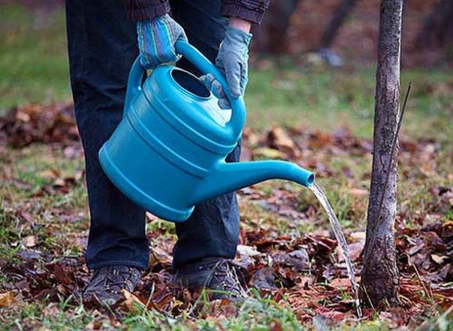 Feeding fruit trees in autumn