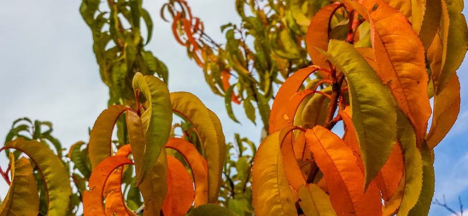 Feeding fruit trees in autumn