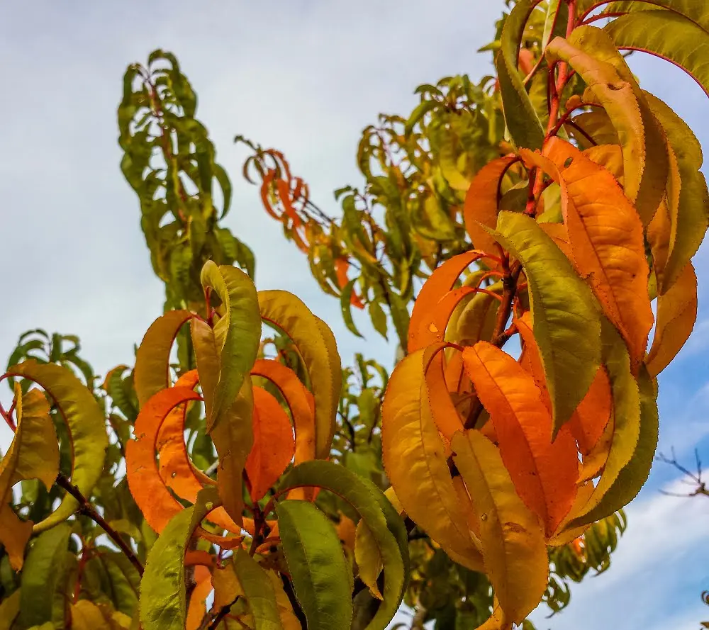 Feeding fruit trees in autumn