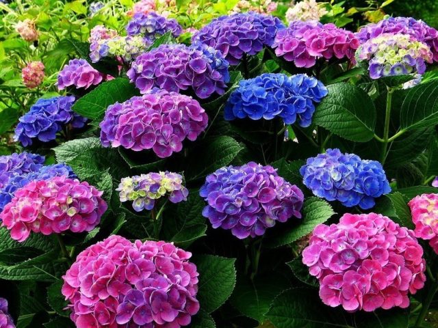 Feeding hydrangeas in the fall: what and how to fertilize for lush flowering