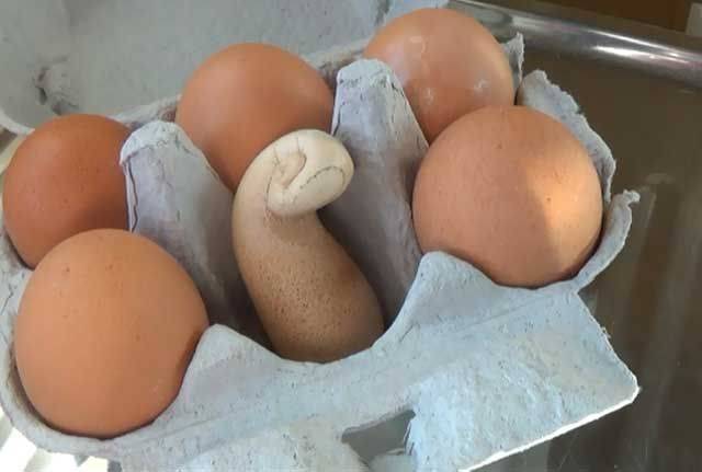 Feeding laying hens at home 