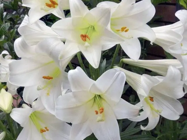 Feeding lilies: spring, summer, autumn