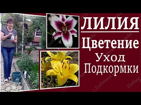 Feeding lilies: spring, summer, autumn